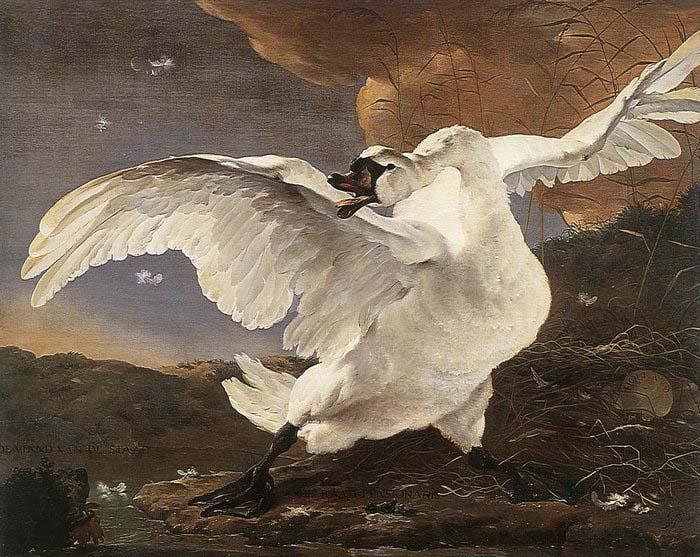 ASSELYN, Jan The Threatened Swan before 1652 Sweden oil painting art